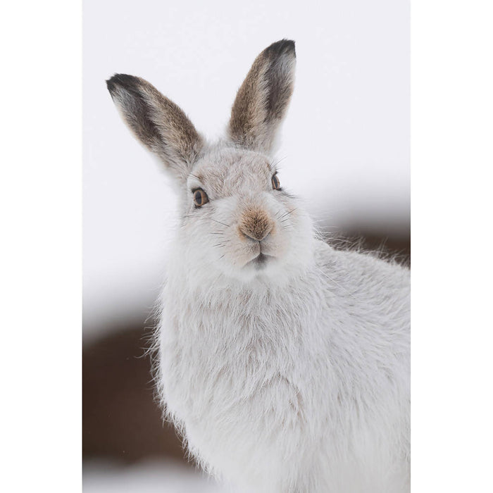 Mountain Hare Portrait Greeting Card