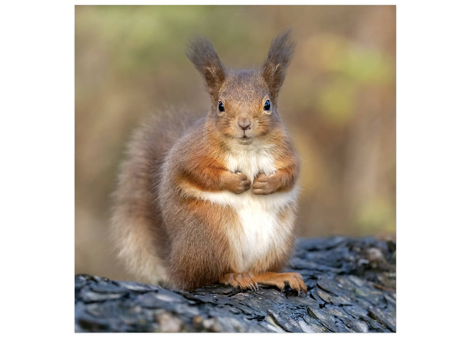 Red Squirrel Square Greetings Card