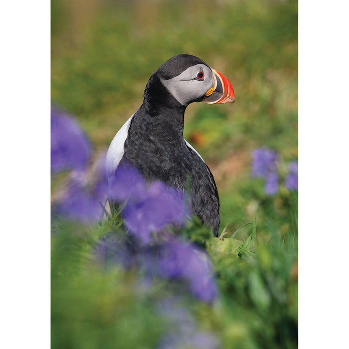 Puffin in Flowers Greeting Card