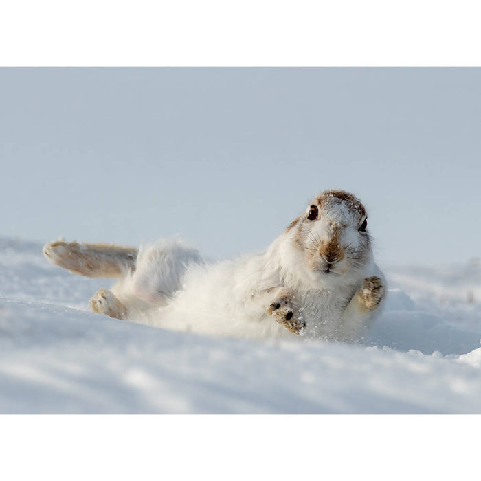 Mountain Hare Rolling in Snow Portrait Greeting Card