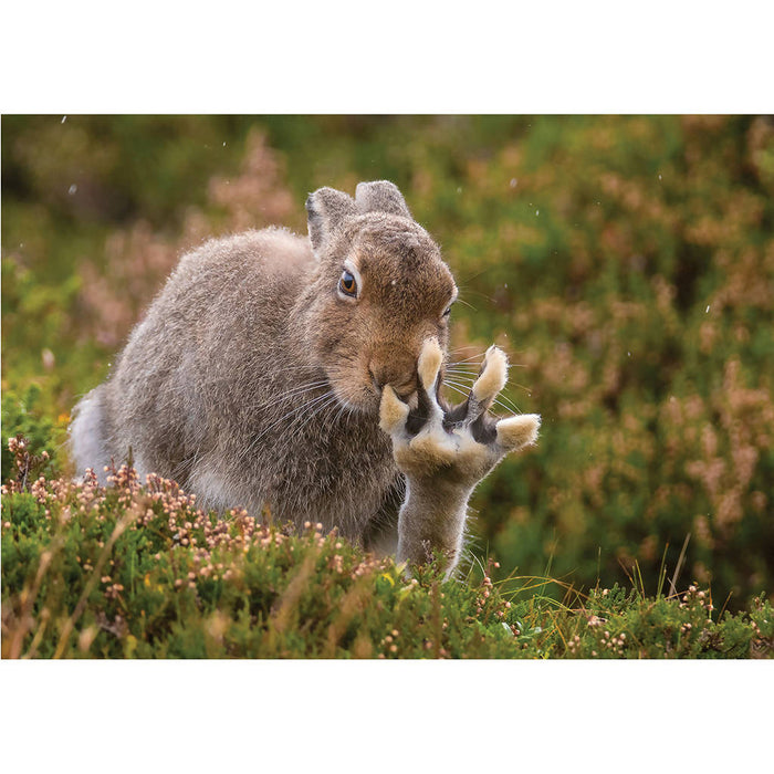Summer Mountain Hare Waving Greeting Card